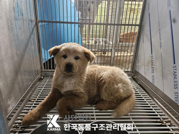한국동물구조관리협회_441560202500334